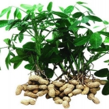 Kikiriki: koristi i štete za organizam